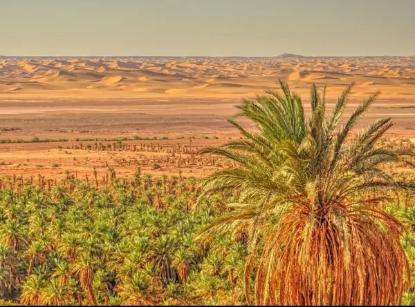 نخلة أمام العرق وكثبانه الرملية